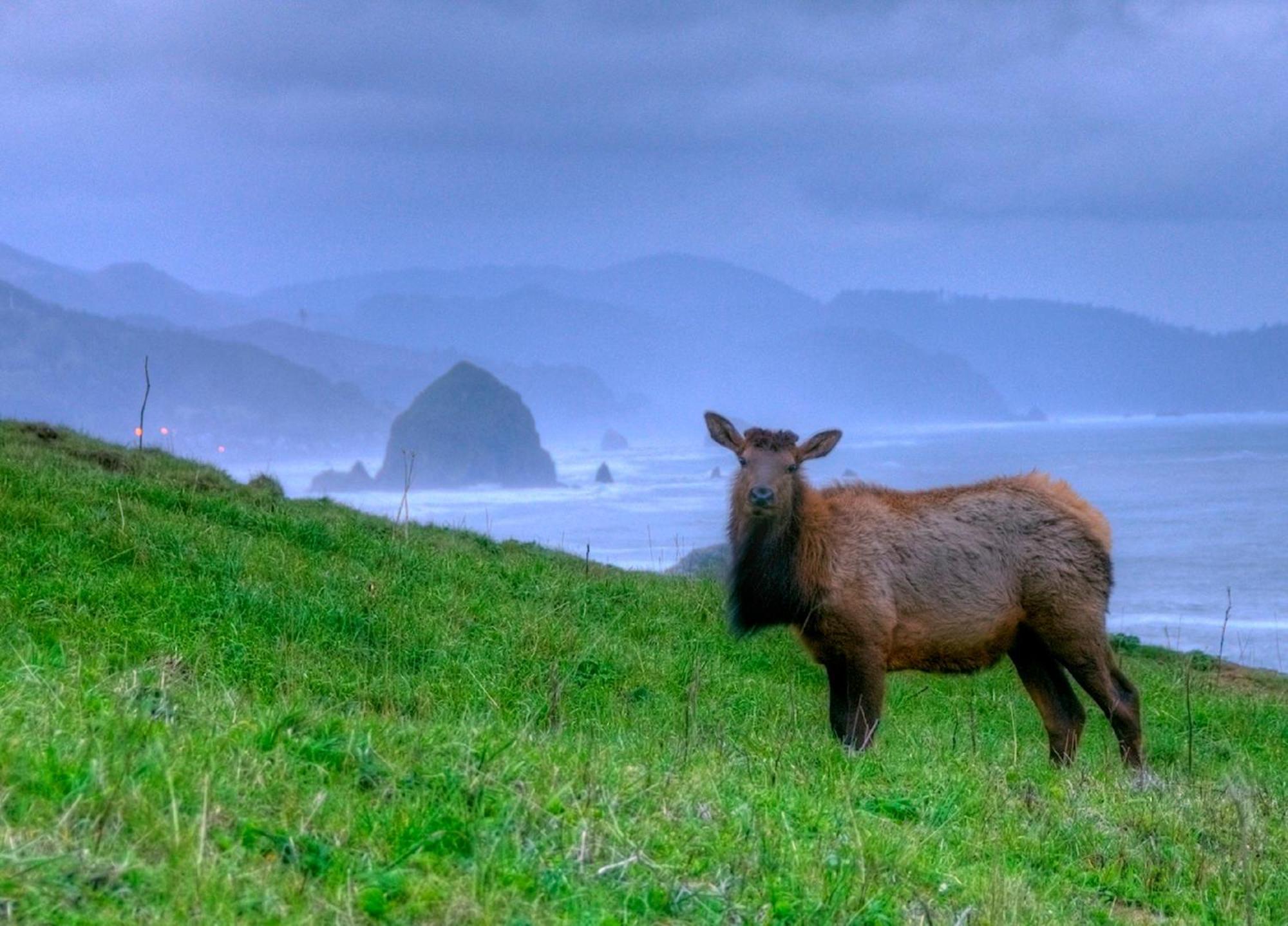 Ecola Creek Lodge Cannon Beach Eksteriør bilde